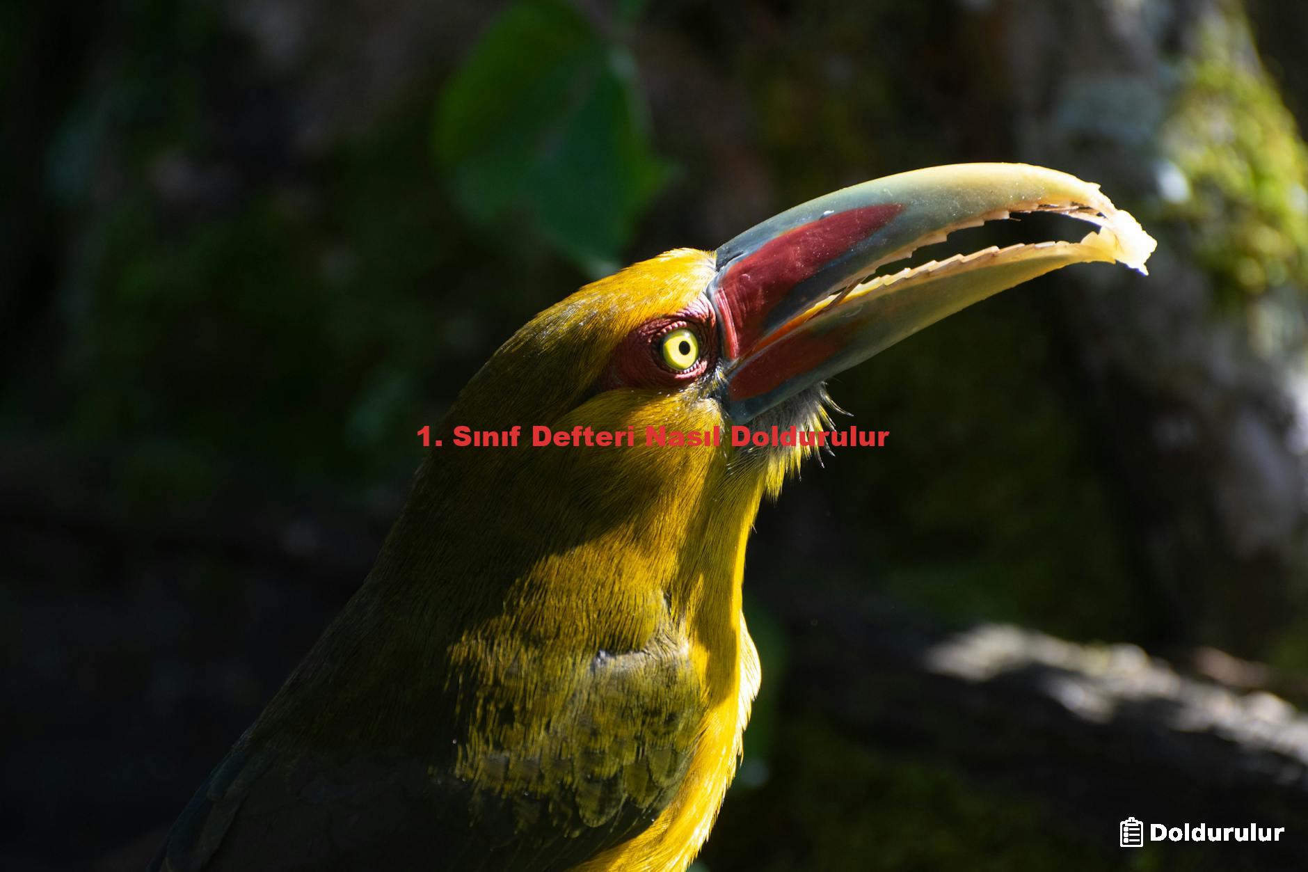 1. Sınıf Defteri Nasıl Doldurulur