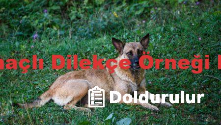 ÖSYM Genel Amaçlı Dilekçe Örneği Nasıl Doldurulur