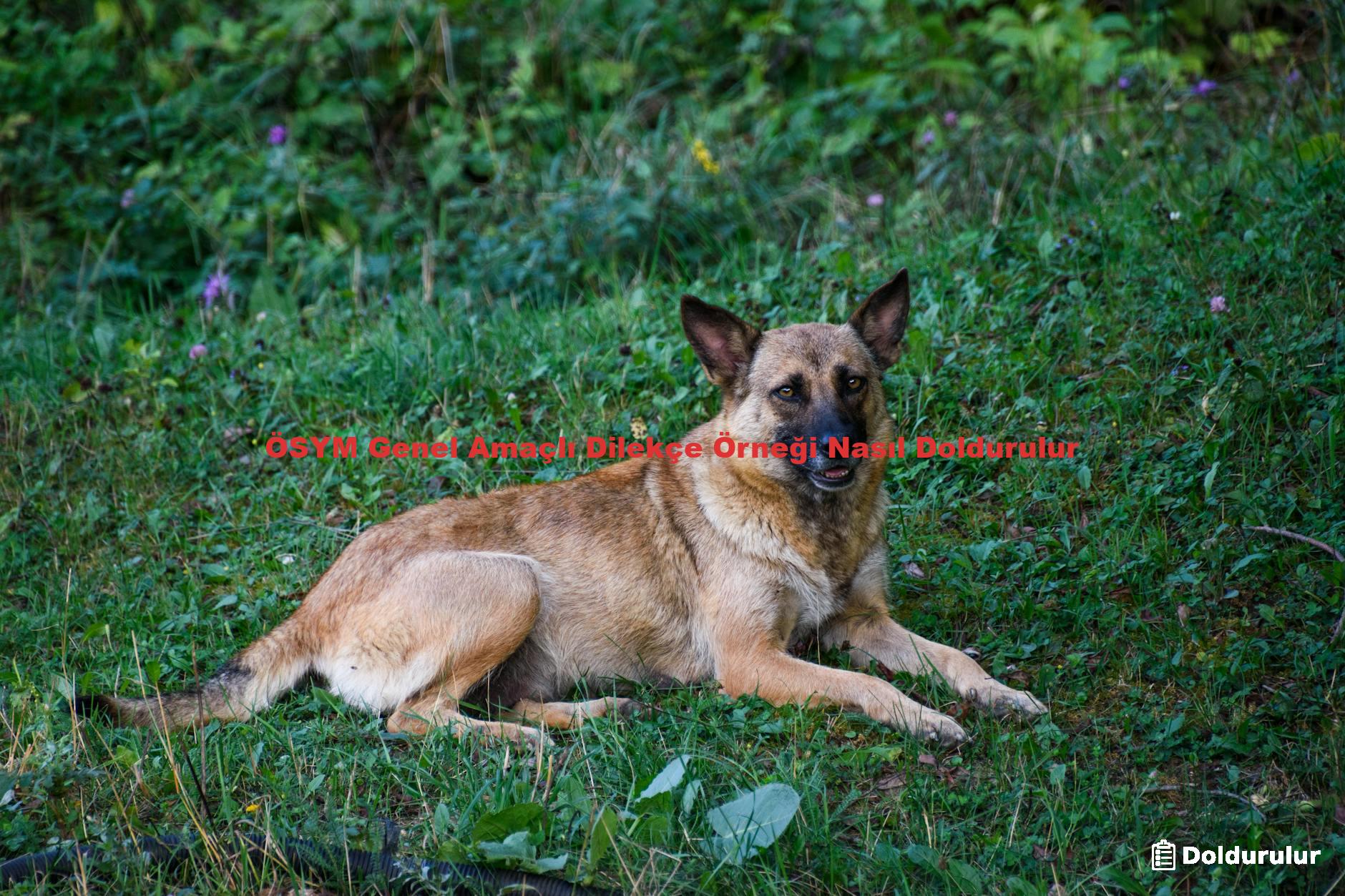 ÖSYM Genel Amaçlı Dilekçe Örneği Nasıl Doldurulur