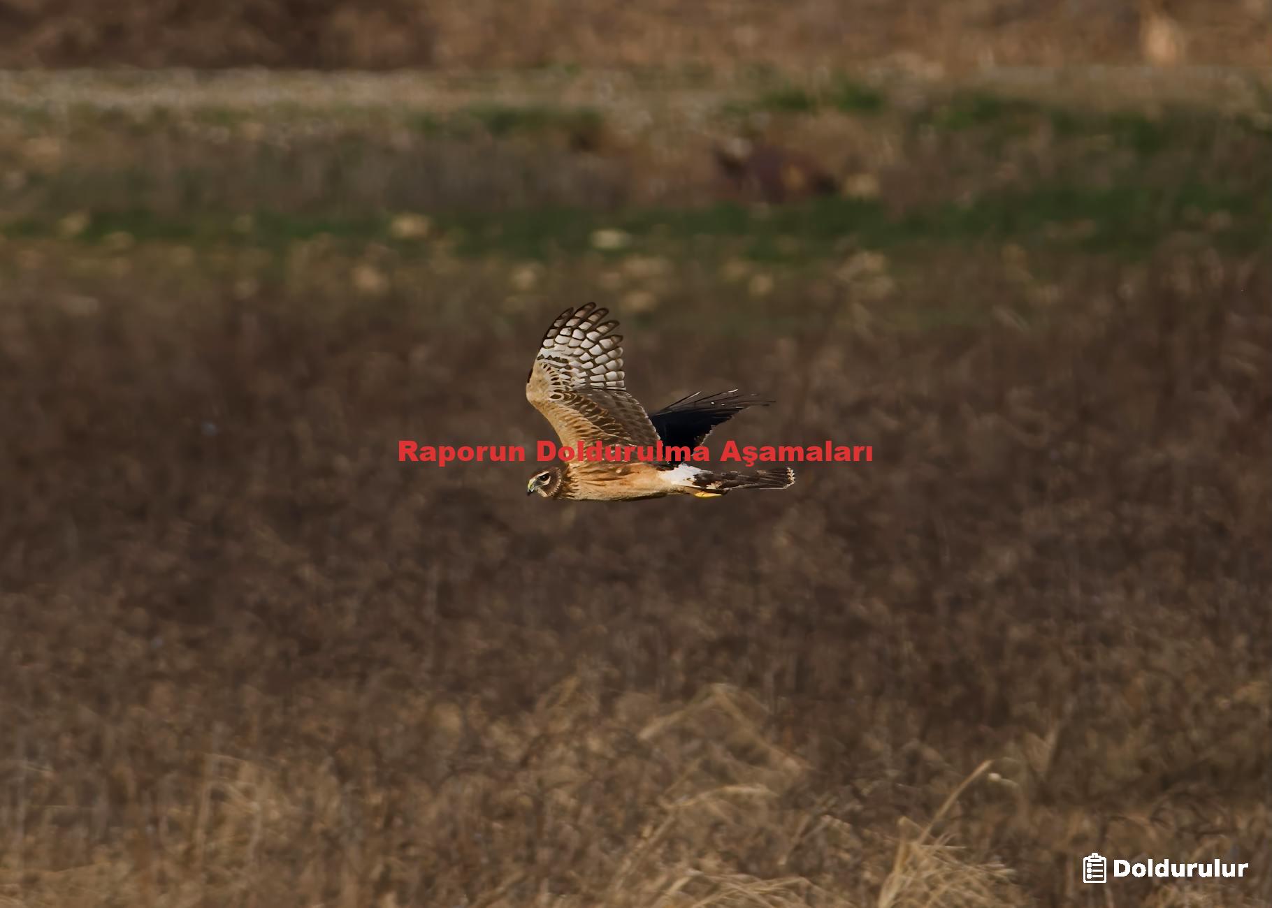 Raporun Doldurulma Aşamaları