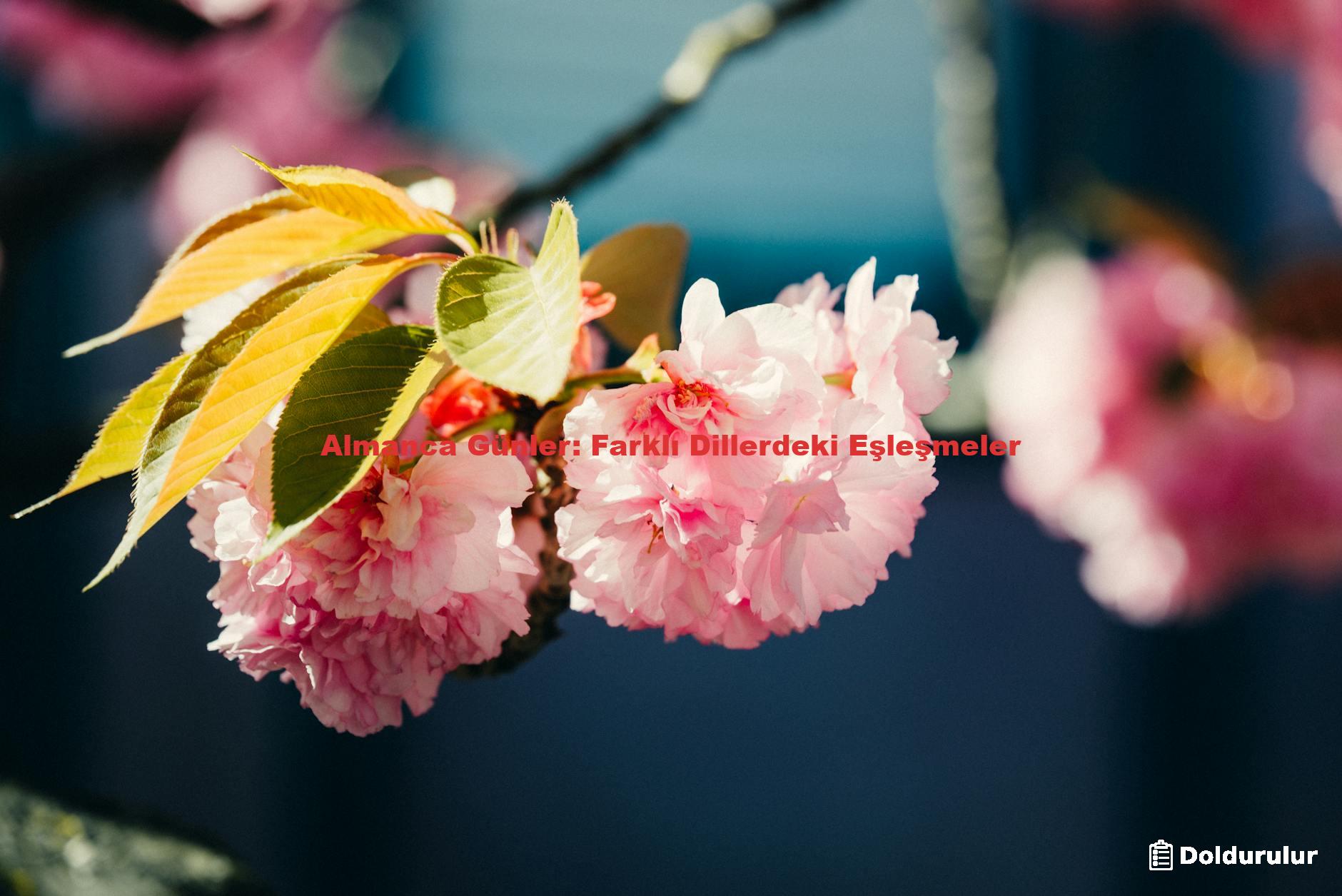 Almanca Günler: Farklı Dillerdeki Eşleşmeler